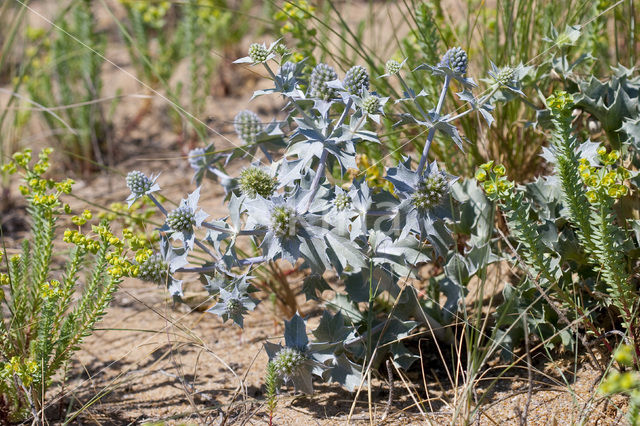 Sea-holly (Eryngium maritimum)