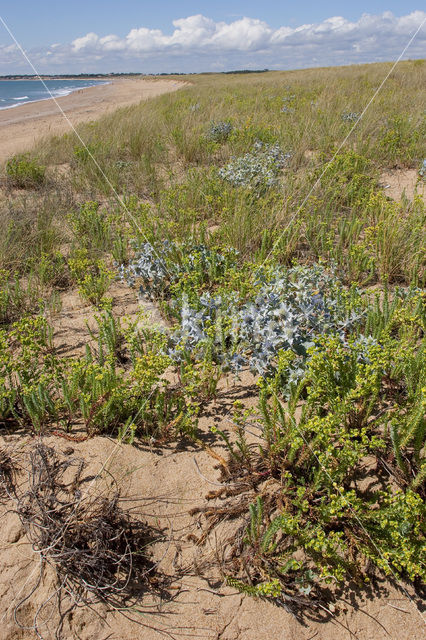 Blauwe zeedistel (Eryngium maritimum)