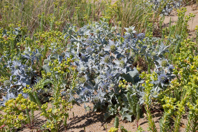 Blauwe zeedistel (Eryngium maritimum)