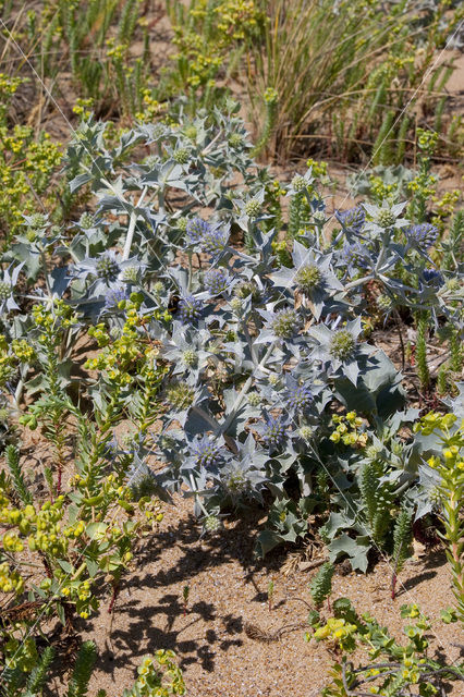 Sea-holly (Eryngium maritimum)