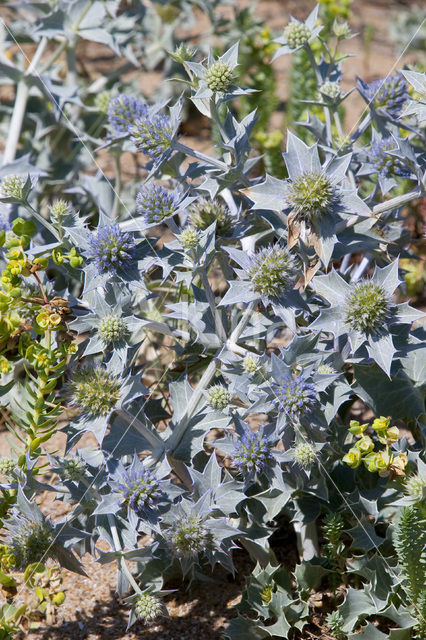 Blauwe zeedistel (Eryngium maritimum)