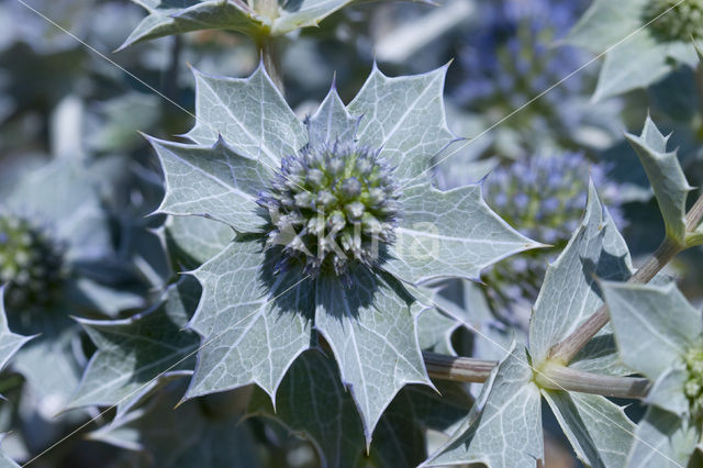 Blauwe zeedistel (Eryngium maritimum)