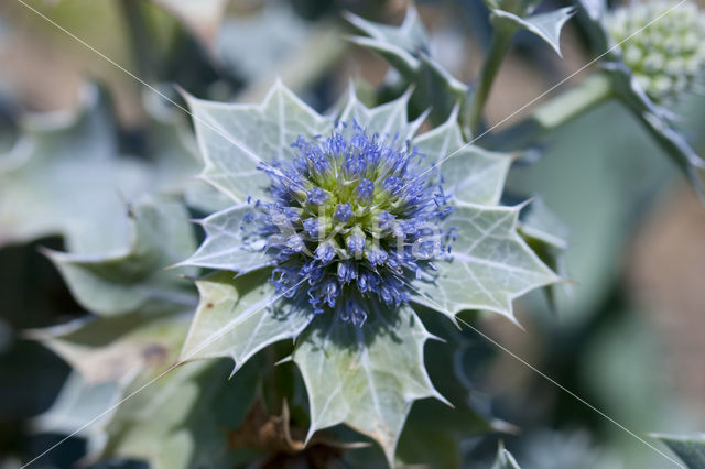 Sea-holly (Eryngium maritimum)