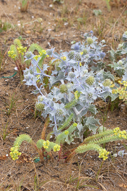 Blauwe zeedistel (Eryngium maritimum)