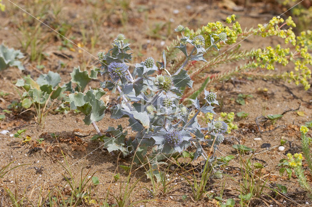 Blauwe zeedistel (Eryngium maritimum)