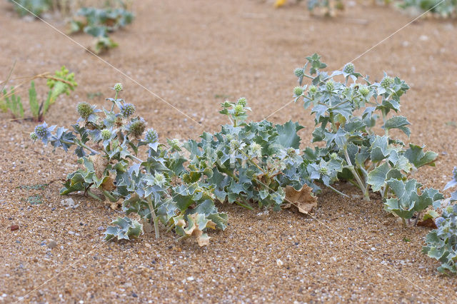 Sea-holly (Eryngium maritimum)