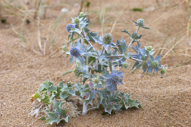 Blauwe zeedistel (Eryngium maritimum)