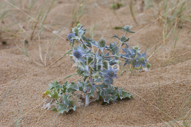 Sea-holly (Eryngium maritimum)