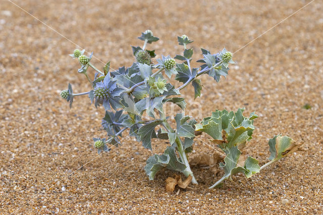 Blauwe zeedistel (Eryngium maritimum)