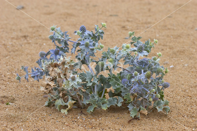 Sea-holly (Eryngium maritimum)