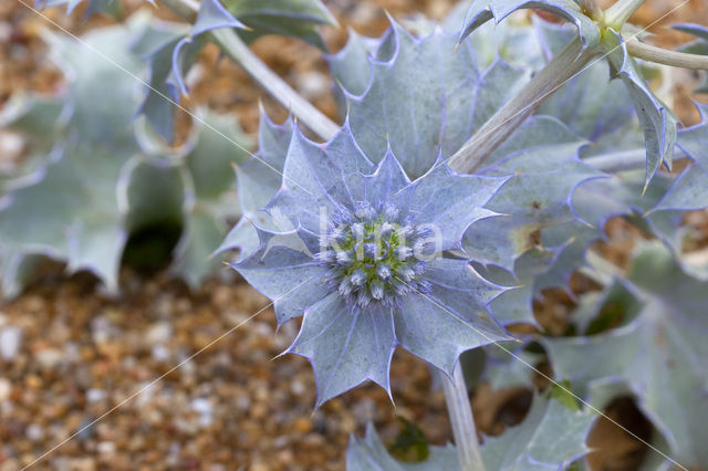 Blauwe zeedistel (Eryngium maritimum)