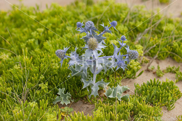 Blauwe zeedistel (Eryngium maritimum)