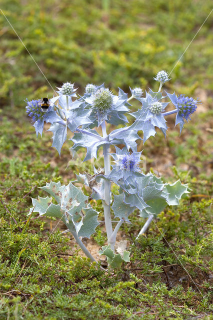 Blauwe zeedistel (Eryngium maritimum)