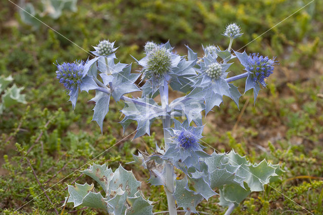 Blauwe zeedistel (Eryngium maritimum)