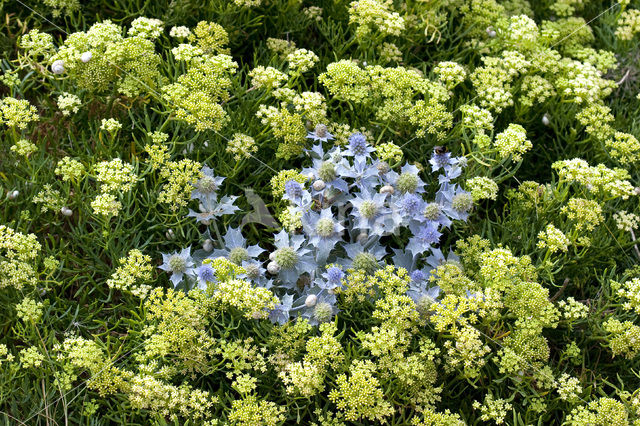 Blauwe zeedistel (Eryngium maritimum)