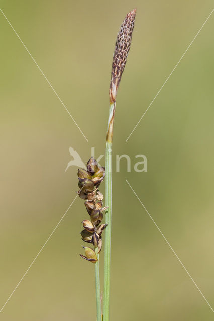 Carnation Sedge (Carex panicea)