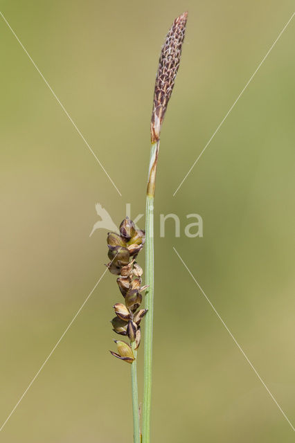 Blauwe zegge (Carex panicea)