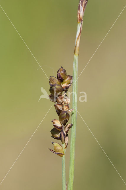 Blauwe zegge (Carex panicea)