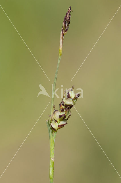 Blauwe zegge (Carex panicea)