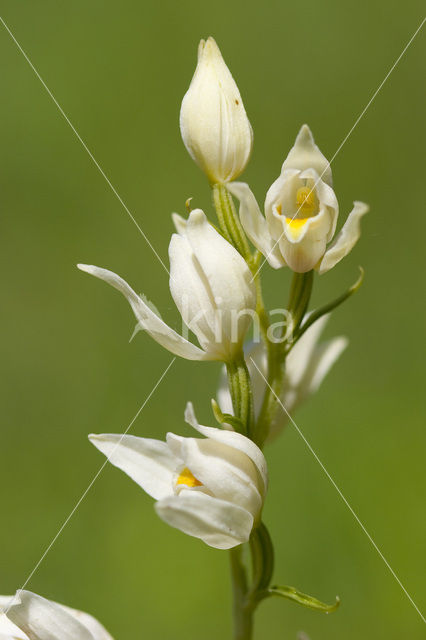 Bleek bosvogeltje (Cephalanthera damasonium)