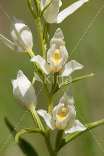 White Helleborine (Cephalanthera damasonium)