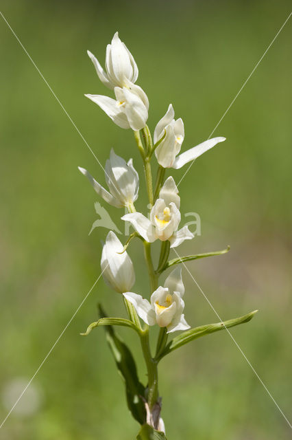 White Helleborine (Cephalanthera damasonium)