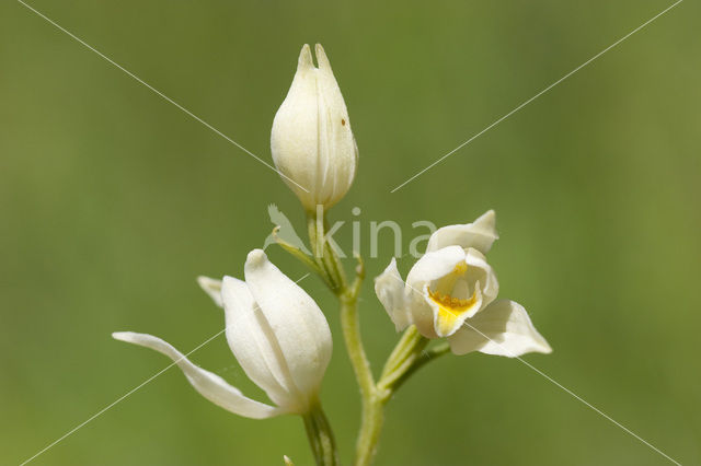 Bleek bosvogeltje (Cephalanthera damasonium)