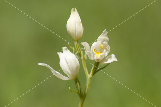 Bleek bosvogeltje (Cephalanthera damasonium)