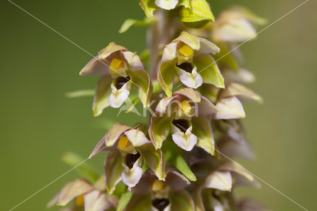 Brede wespenorchis (Epipactis helleborine)