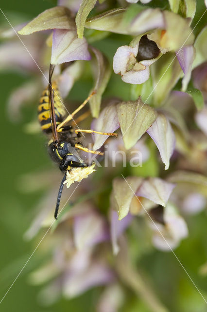 Brede wespenorchis (Epipactis helleborine)