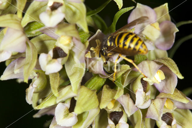 Brede wespenorchis (Epipactis helleborine)