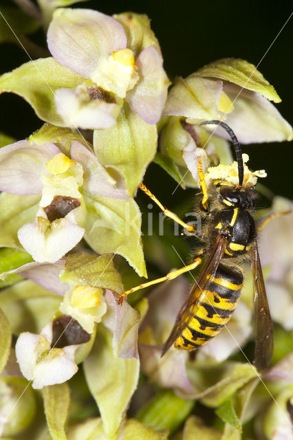 Broad-leaved Helleborine (Epipactis helleborine)