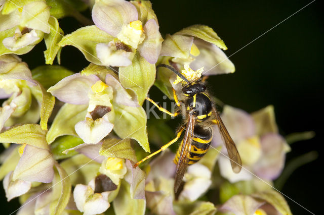 Brede wespenorchis (Epipactis helleborine)