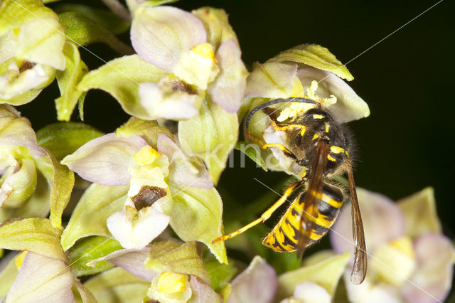 Broad-leaved Helleborine (Epipactis helleborine)