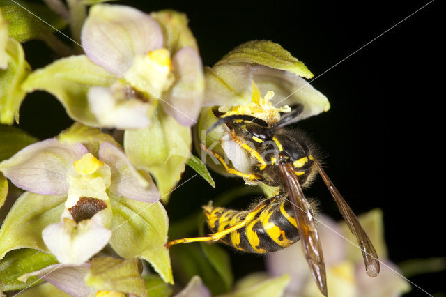 Brede wespenorchis (Epipactis helleborine)