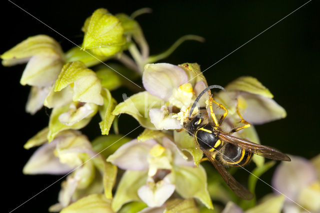 Brede wespenorchis (Epipactis helleborine)