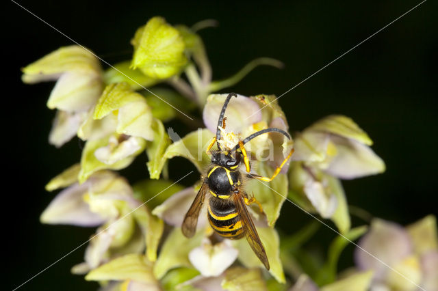 Broad-leaved Helleborine (Epipactis helleborine)