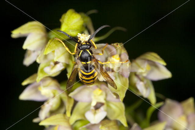 Broad-leaved Helleborine (Epipactis helleborine)