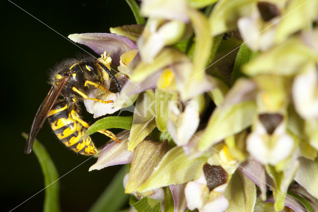 Brede wespenorchis (Epipactis helleborine)