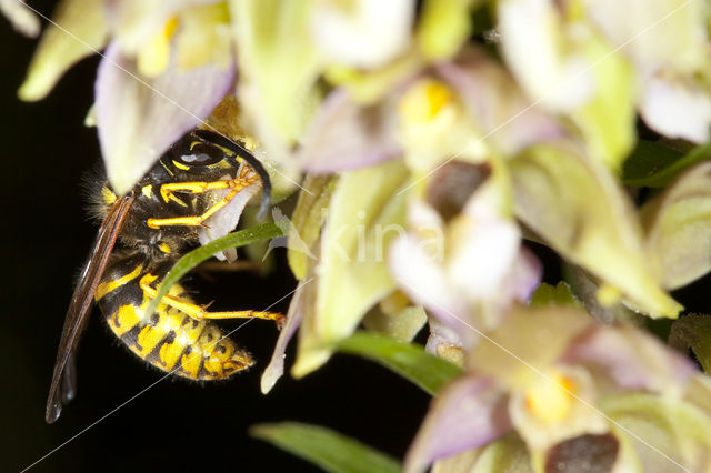 Brede wespenorchis (Epipactis helleborine)