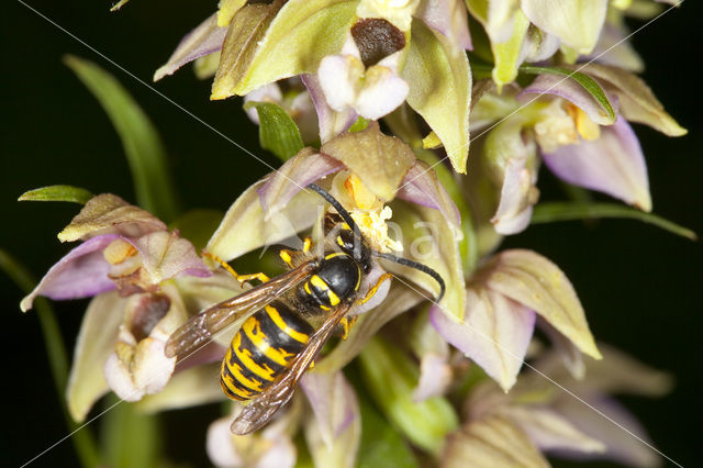 Brede wespenorchis (Epipactis helleborine)