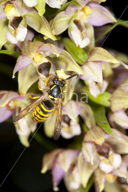 Broad-leaved Helleborine (Epipactis helleborine)