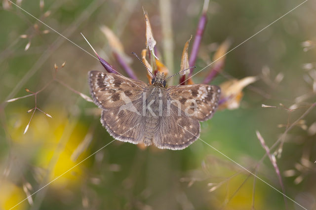 Bruin dikkopje (Erynnis tages)