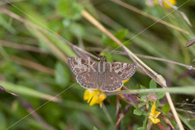 Bruin dikkopje (Erynnis tages)