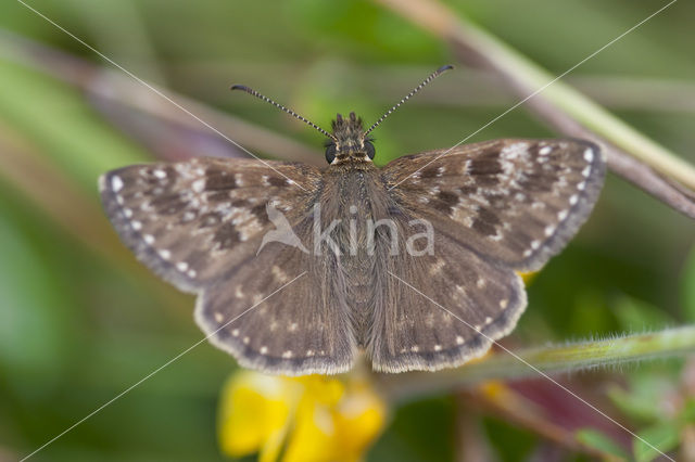 Dingy Skipper (Erynnis tages)