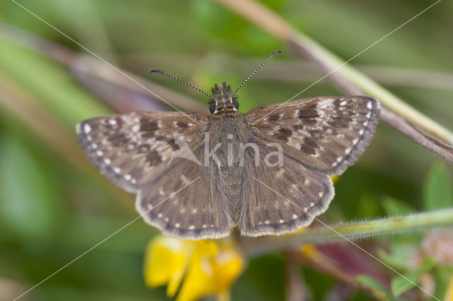 Bruin dikkopje (Erynnis tages)