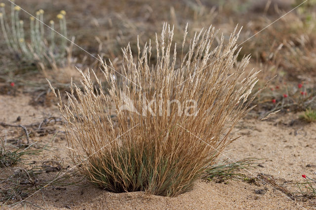 Grey Hair-grass (Corynephorus canescens)