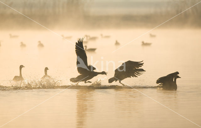 Canada Goose (Branta canadensis)