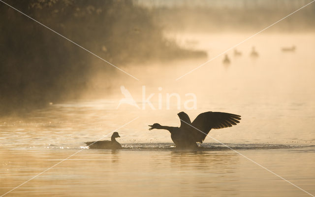 Canada Goose (Branta canadensis)