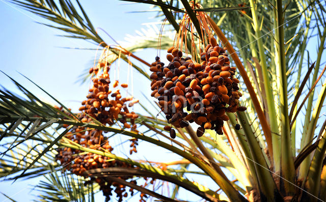 Date palm (Phoenix dactylifera)